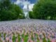 Thousands of American flags in Boston park honoring Memorial Day, symbolizing patriotism and remembrance.