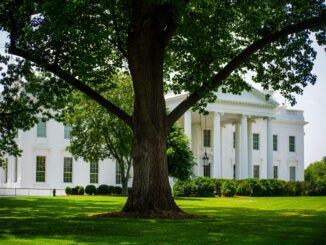 A view of the White House with lush greenery on a summer day, featuring a prominent tree.