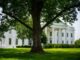 A view of the White House with lush greenery on a summer day, featuring a prominent tree.